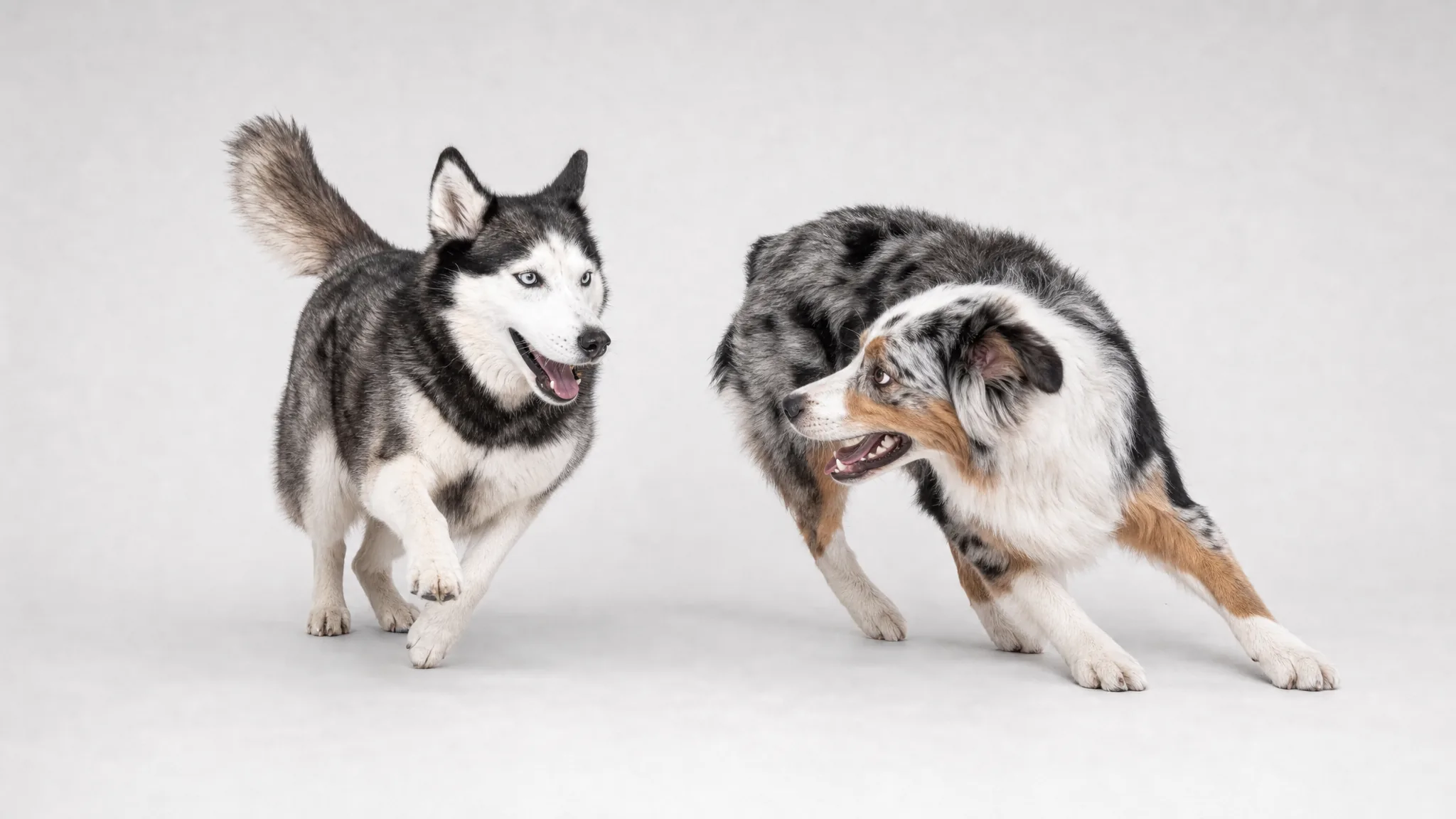 Husky und Australian Shepherd beim Spielen