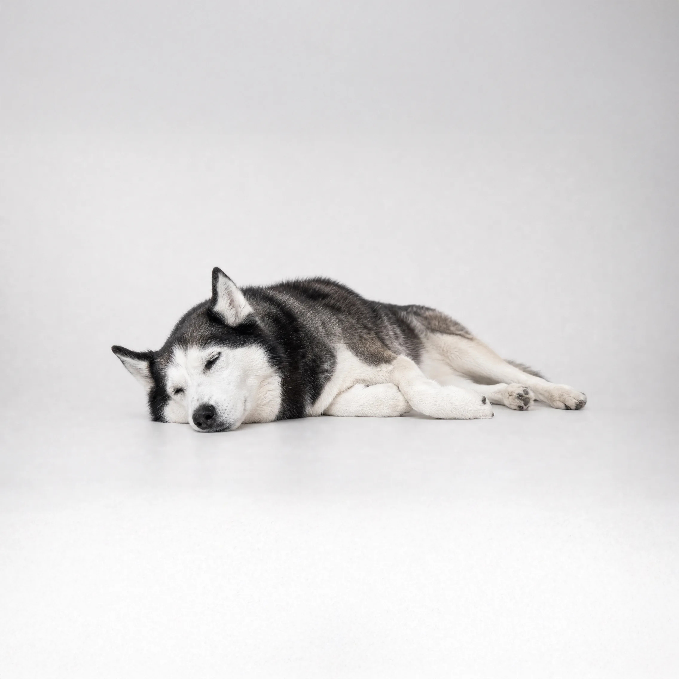 Schlafender Husky